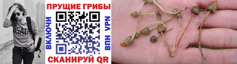 Галлюциногенные грибы Cubensis Ельня